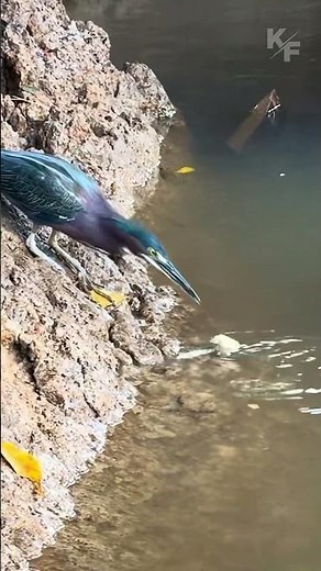 Clever Green Heron Uses Bread as Fishing Bait