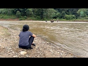 Elephants Run Across the River When They Hear the Voice of Their Favorite Person - ElephantNews