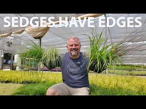All About Carex: 20+ Sedges for Sun, Shade, Wet & Dry Gardens