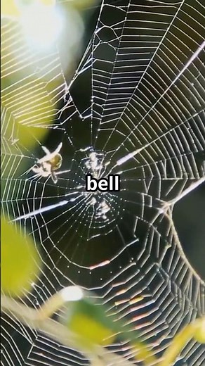 The Underwater Architect: Diving Bell Spider