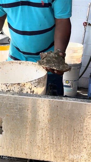 How to remove conch out of the shell 🐚 #shortsfeed #ytshorts #shortvideo #conchshell