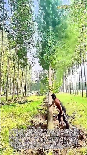 樹木移植の工程：手作業による根鉢形成と掘り取りの技術 ― 巨大な樹木の根を傷つけずに手作業で掘り出す方法