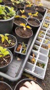 4.5K views · 244 reactions | This is how easy it is to grow oak trees...