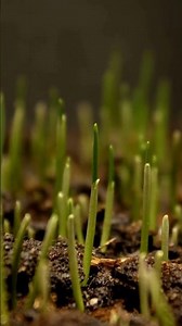 Watch this grass seed grow (time lapse video)