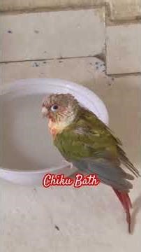Conure Bath full video #conure #ytviral #ytshorts #shorts #conure #pineappleconureparrot #birdlovers