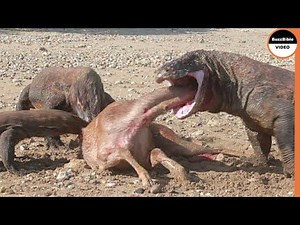 Komodo Dragons Prefer to Consume Their Prey Alive
