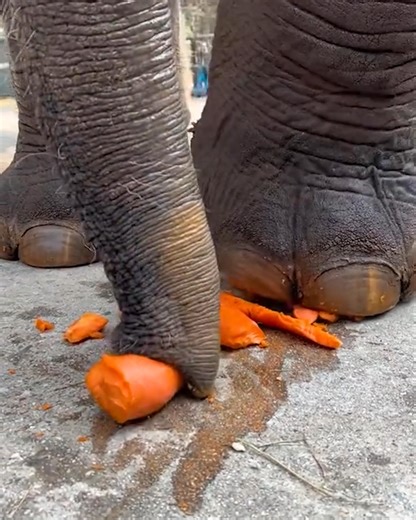 Elephant Squashes Carrot for Easy Eating! | MetDaan Corner