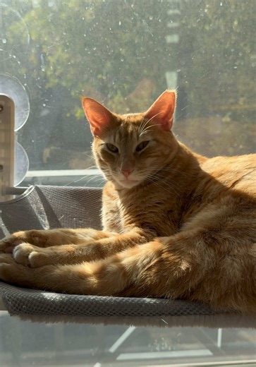 The cat in the window 😅 soaking up more sun today #orangecat #cutecat #catthings #orangecatbehavior #lovingcat