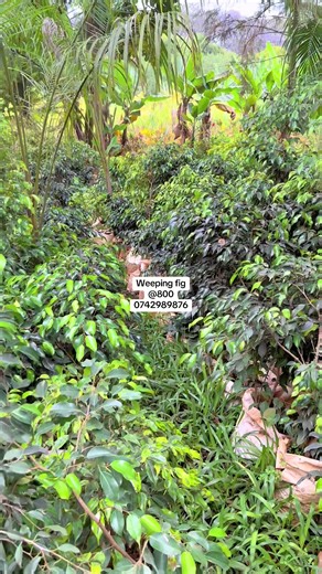 Looking to elevate your space? Weeping Fig does it effortlessly.#MaggieLandscapers #fyp #2026 #weepingfig