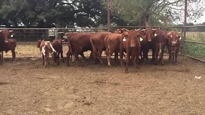 10 Hd of 3yr old Beefmasters, 4 are pairs, 6 will calf in the Spring. These ladies have a long productive life ahead of them. Clay 9795416703 | CowboySales.com
