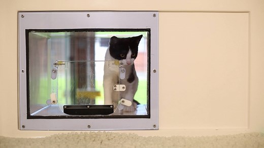 27K views · 313 reactions | Part three of our kitten care series focuses on introductions: find out how to introduce your new kitten to children, other pets and even the cat flap! | Cats Protection | Facebook