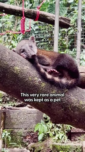 Discovering Rare Pets: Coatis and Their Wild Nature