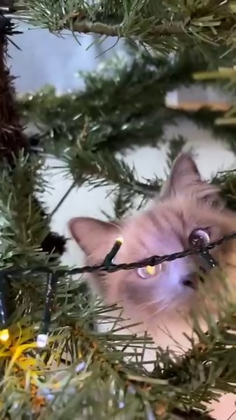 Is your cat a Christmas tree saboteur? It's natural! Their instinct to climb combined with bright lights and shiny baubles is temptation overload. Give them one of their own with our Freestyle Cat Tree, built to satisfy and withstand their apex predator instincts. 🐱 | Omlet USA