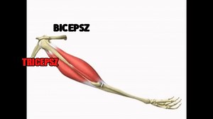Muscles of Arm on Make a GIF