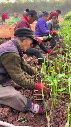 Technique of digging ginger with an iron rake