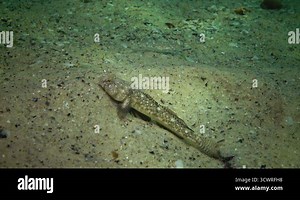 Marbled goby Pomatoshistus marmoratus - male protects his nest under the shell of a mussel, pounces on other fish Black Sea, the Odessa Gulf Stock Video Footage - Alamy