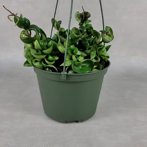 Hoya Hindu Rope / FREE SHIPPING / Hoya Carnosa Compacta / 2" Pot, 4" Pot & 6" Hanging Pot / CA Seller / Air Purifying / Mind Relaxing - Etsy