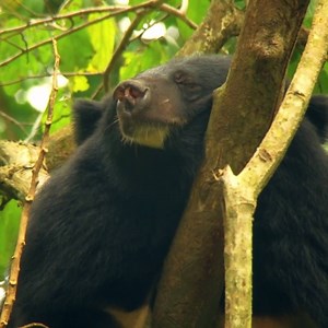 This Asiatic black bear is mesmerising to watch. 🐻 | Discovery Channel UK