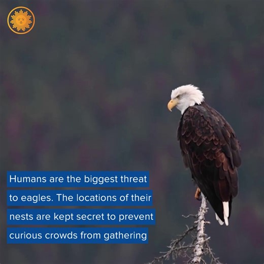 BIRD WATCHING: Bald eagles were on the brink of extinction due to environmental factors – but after a rehabilitation effort that spanned two decades, they are making a return to New York City. https://cbsn.ws/3tc1fRv | CBS Mornings