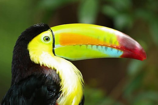 Costa Rica Wildlife Sanctuary - Guanacaste | Diamante Eco Adventure Park