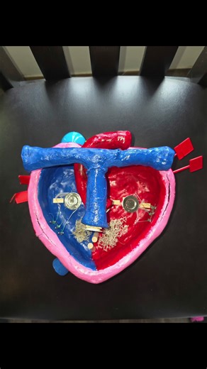 DIY Clay Heart Project: Anatomy and Pathophysiology
