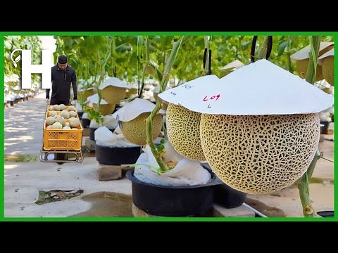 How Japanese Produce Premium Grade Muskmelon - Japanese Muskmelon Farming & Harvesting ‪@HappyFarm85‬