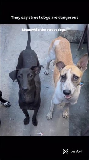 rescuing street dogs that nobody wanted 🥰 #dog #rescue #pets