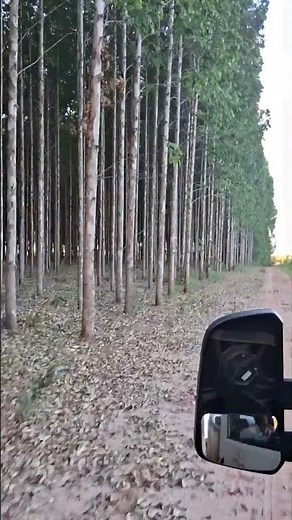 plantação de o eucalipto 🌲🌲🌵🌿