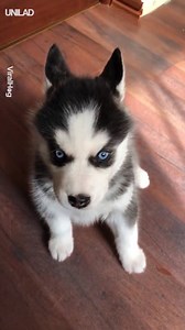 This Husky pup howling for the first time 🐺😍 ViralHog | UNILAD