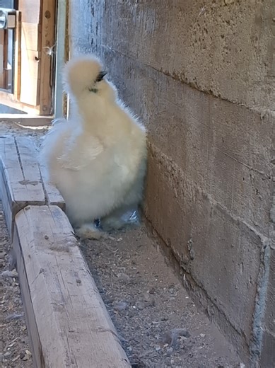 Rita y sus cuestiones raras sobre gallinas