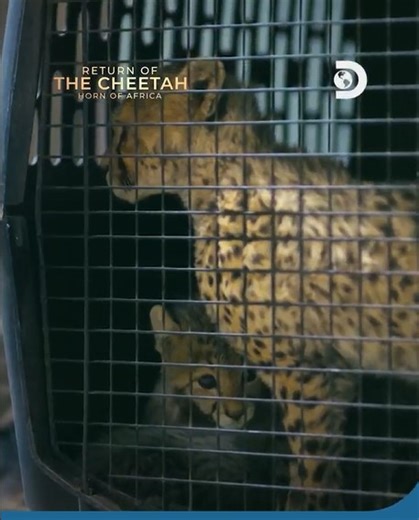This World Cheetah Day 🐆, join the race to save the world’s fastest cat. In the Horn of Africa, a dedicated team is rescuing cheetahs from the illegal pet trade and giving them a second chance at life. 📺 Catch Return of the Cheetah - Horn of Africa on Dec 20 at 7.35pm/6.35pm BKK JKT on Discovery Channel Southeast Asia #WorldCheetahDay #SaveTheCheetahs #DiscoveryChannel #WildlifeRescue | Discovery Channel Southeast Asia