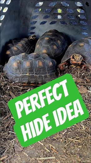 Perfect DIY hide idea! #diy #reptile #tortoise