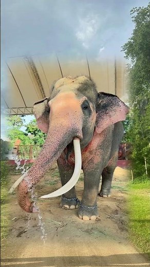 Thailand has had precious land for a long time❗ #Don'tGiveUpTheLand #LoveThailand #FatherPlaiEkchai