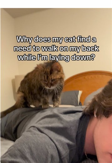 Why Does My Cat Walk on My Back?