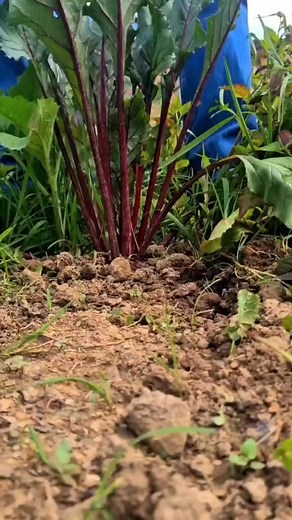 4.1K views · 24 reactions |  Cosecha de remolacha (Beta vulgaris),...