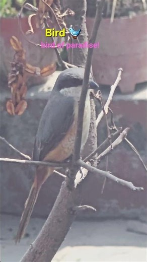 Bird🐦 of paradise chirping song. #birds #entertainment
