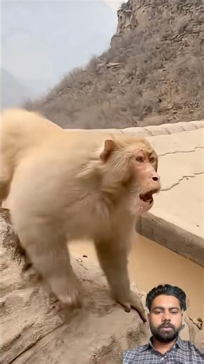 monkey attack, Chinese boy #blog