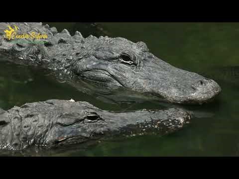 Top Things to Do | Mago National Park Cultural & Wildlife Safari | Explore with Exodus Safaris