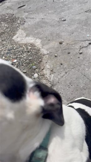 230K views · 15K reactions | JUST RESCUED- DOG TIED OUTSIDE OUR...