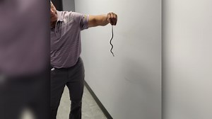 KC Colby captures tiny snake slithering through the CTV station