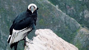 Bringing back Andean condors from the brink of extinction