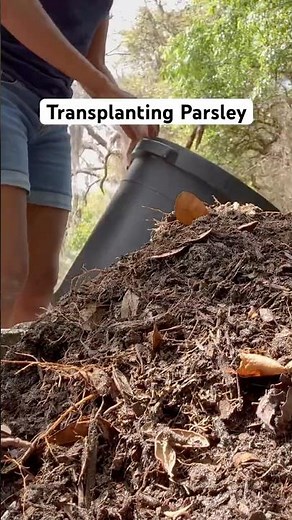 Transplanting Parsley the RIGHT Way (Don’t Kill It!)