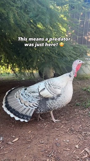 Stacy | country life & chickens | Alarm calls🚨 and fanned tail feathers 🪭 can only mean one thing! A predator has just run or flown by. I suspect it was a hawk as we’ve been... | Instagram