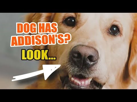 🐶HOW do I know if my DOG ​​has ADDISON'S Disease?