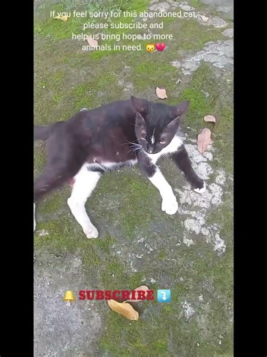 Old Cat Abandoned by Owner — A Heartbreaking Short Story That Will Touch You 💔