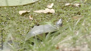 Giant Amazon River turtle is resting on a bank in the Amazon rainforest.