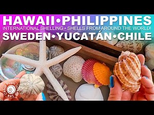Shells from Hawaii, the Philippines & Sweden | International World Shelling |Subscriber shell Share