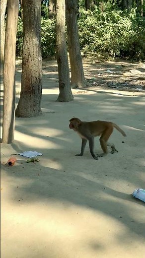 Monkey Shows Strange Behavior | Unexpected Jungle Moment