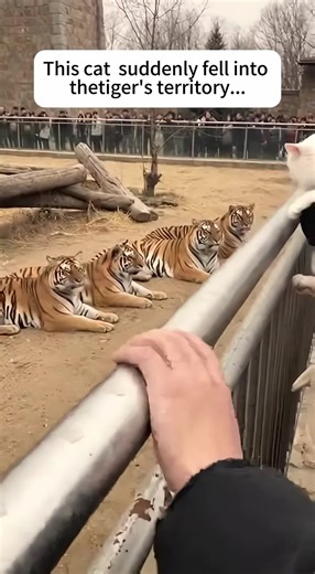 A cat fell into a group of tigers.#cat #animals #tiger #rescue #fyp | animals