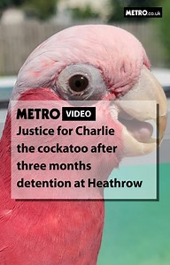 Charlie the Cockatoo is finally free and reunited with his owner after being stuck at Heathrow airport for three months. ‘Cheeky’ Charlie was actually meant to return home to his owner Jess, nine months after she moved from Pennsylvania to England. But the cockatoo was detained at Heathrow airport due to some paperwork issues. He’s finally now free with his owner saying she’s relieved and feels ‘complete’ now that he’s home. | Metro